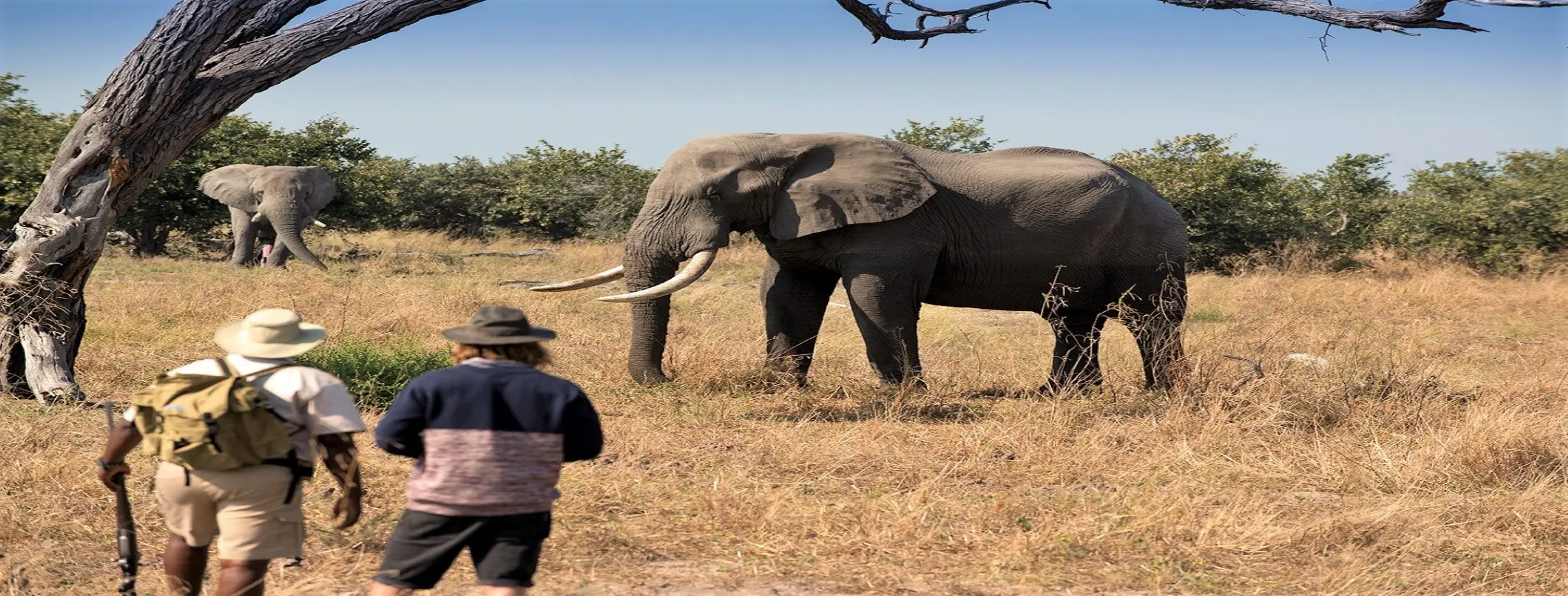 Image for Moremi Game Reserve